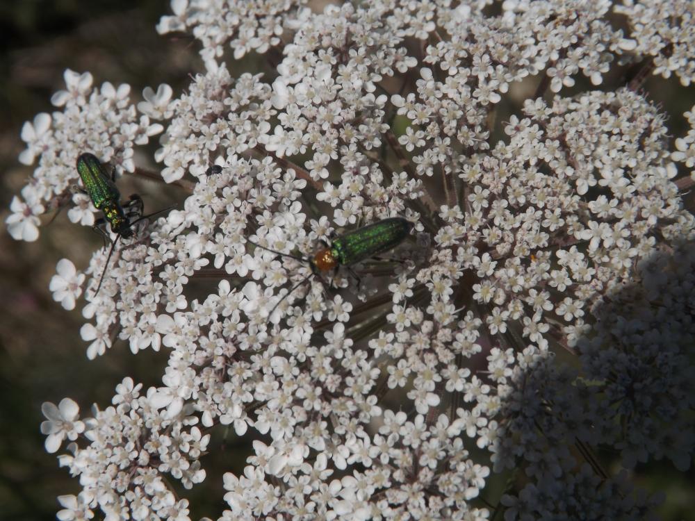  Anogcodes seladonius seladonius (Fabricius, 1792)