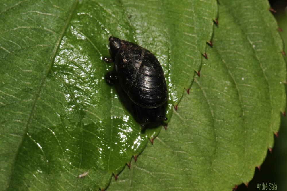 Succineidae H. Beck, 1837