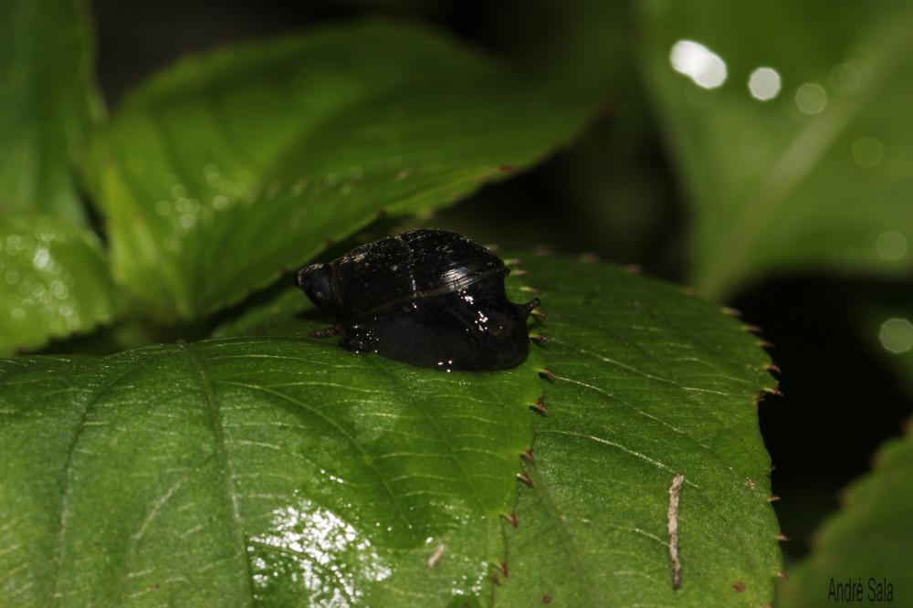 Succineidae H. Beck, 1837