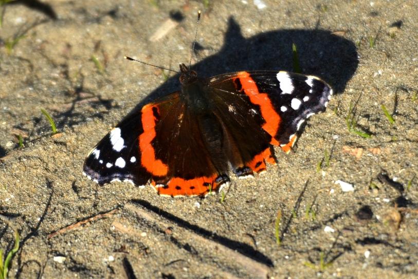 Vulcain (Le), Amiral (L'), Vanesse Vulcain (La), C Vanessa atalanta (Linnaeus, 1758)