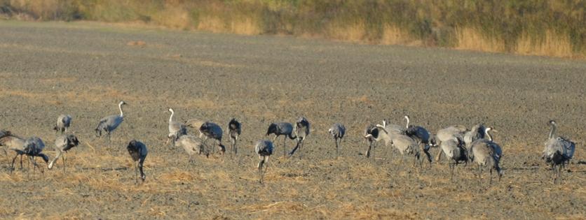 Grue cendrée Grus grus (Linnaeus, 1758)