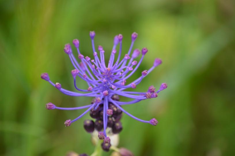 Muscari à toupet, Muscari chevelu Muscari comosum (L.) Mill., 1768