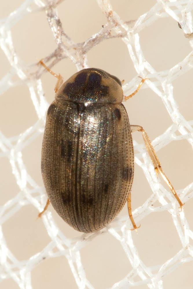  Berosus luridus (Linnaeus, 1760)