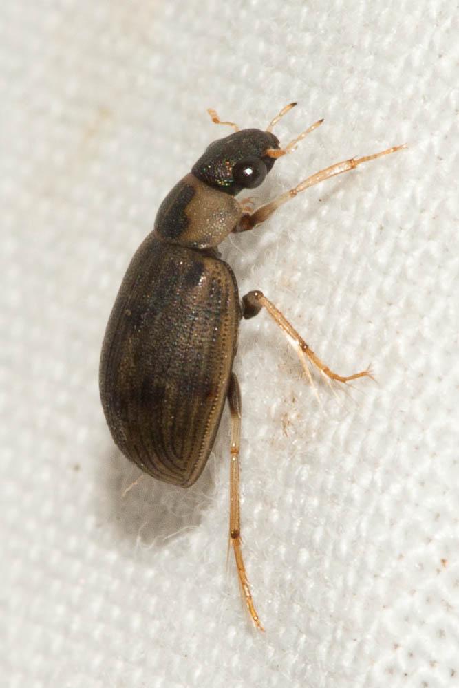  Berosus luridus (Linnaeus, 1760)