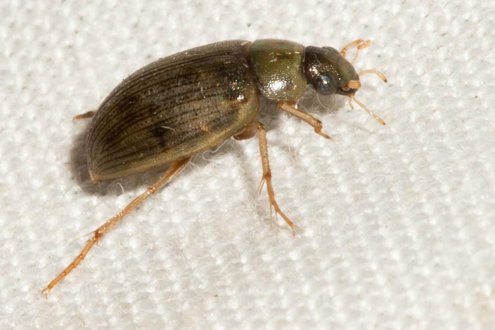 Berosus spinosus (Steven, 1808)