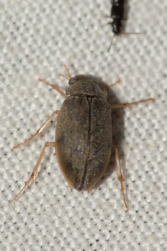 Berosus spinosus (Steven, 1808)