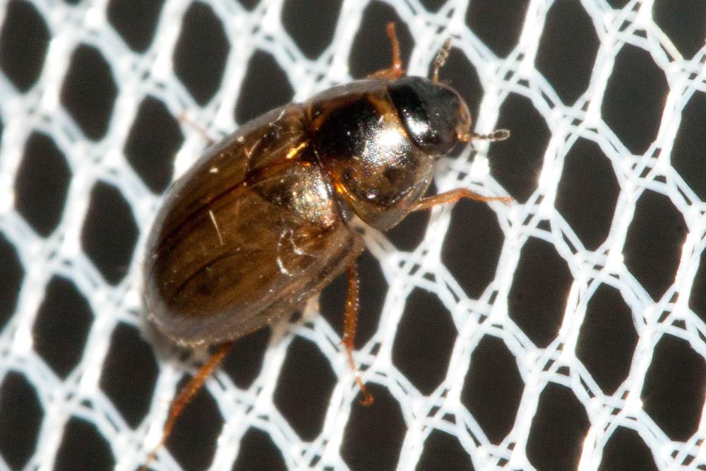  Enochrus quadripunctatus (Herbst, 1797)