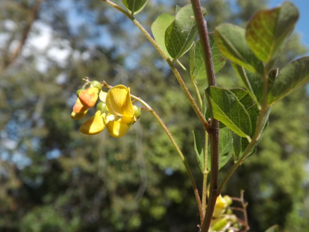 Baguenaudier, Arbre à vessies Colutea arborescens L., 1753