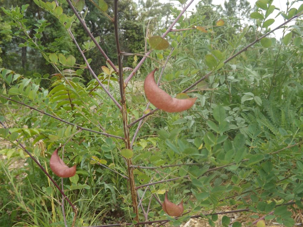 Baguenaudier, Arbre à vessies Colutea arborescens L., 1753