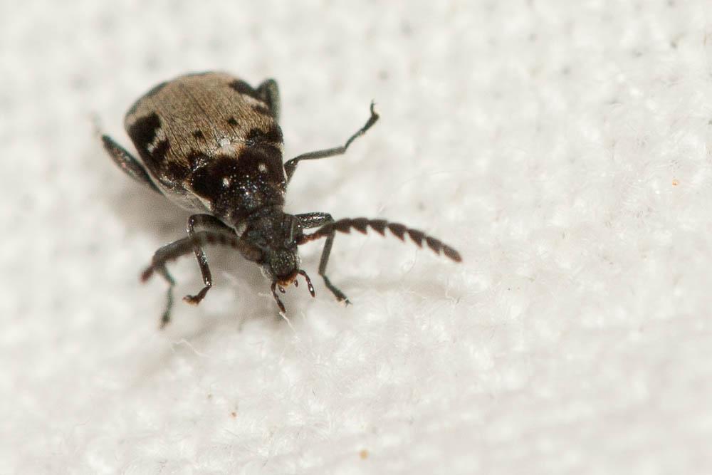 Bruchidius marginalis (Fabricius, 1777)