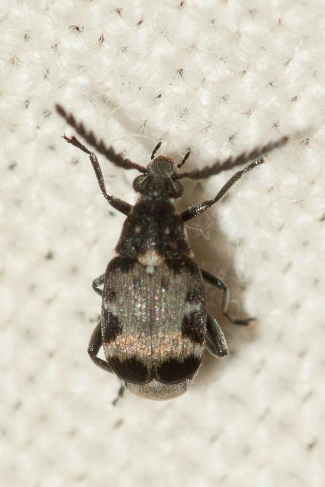 Bruchidius marginalis (Fabricius, 1777)