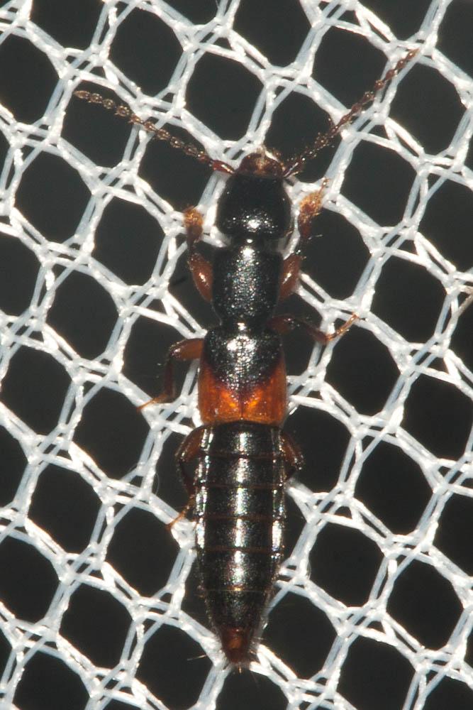 Lathrobium Gravenhorst, 1802