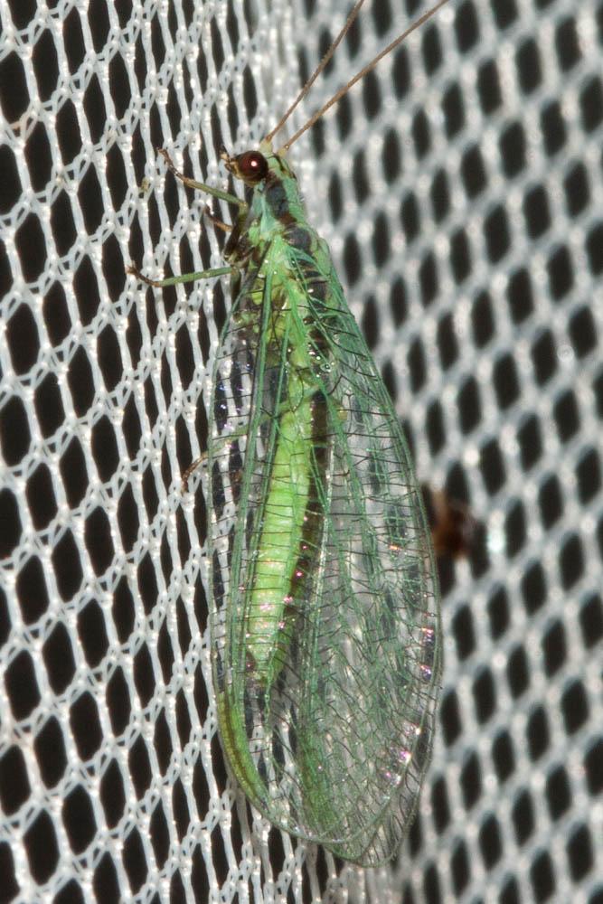  Chrysopa dorsalis Burmeister, 1839