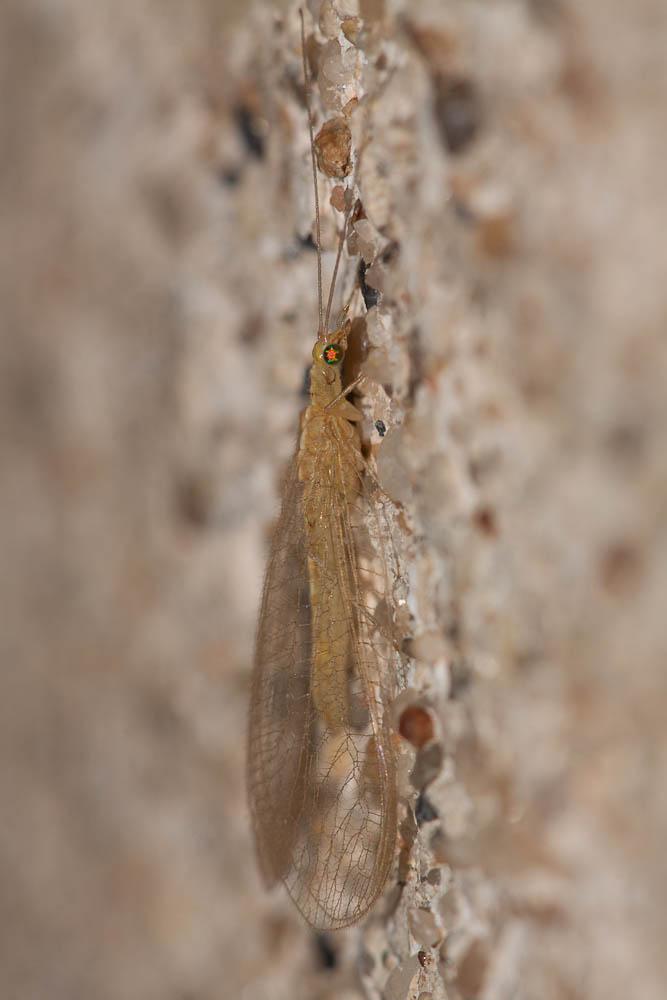  Chrysoperla carnea (Stephens, 1836)