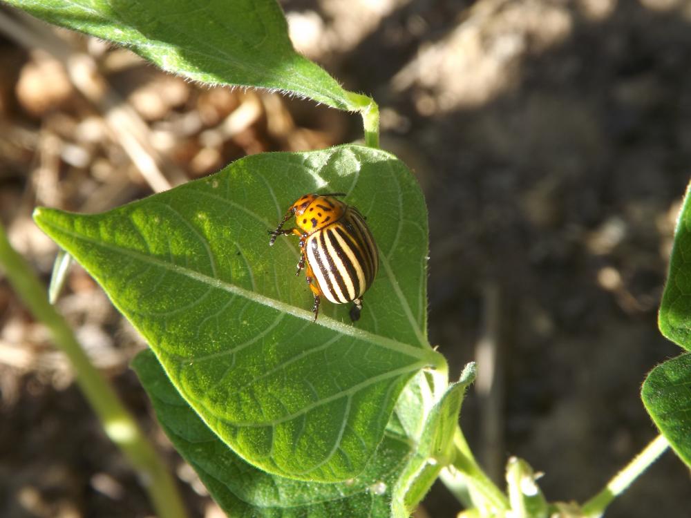Doryphore (Le) Leptinotarsa decemlineata (Say, 1824)