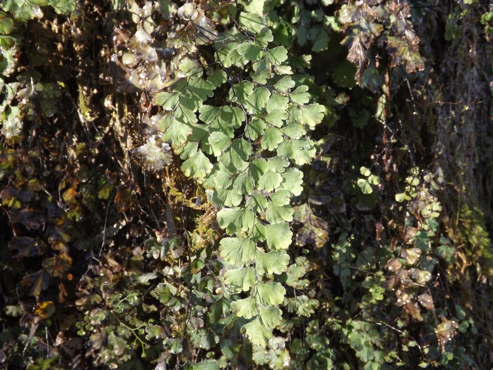 Capillaire de Montpellier, Cheveux de Vénus, Capil Adiantum capillus-veneris L., 1753