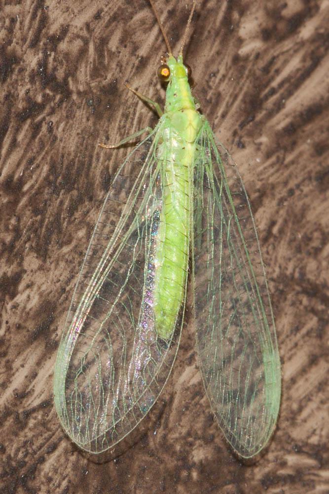  Pseudomallada Tsukaguchi, 1995