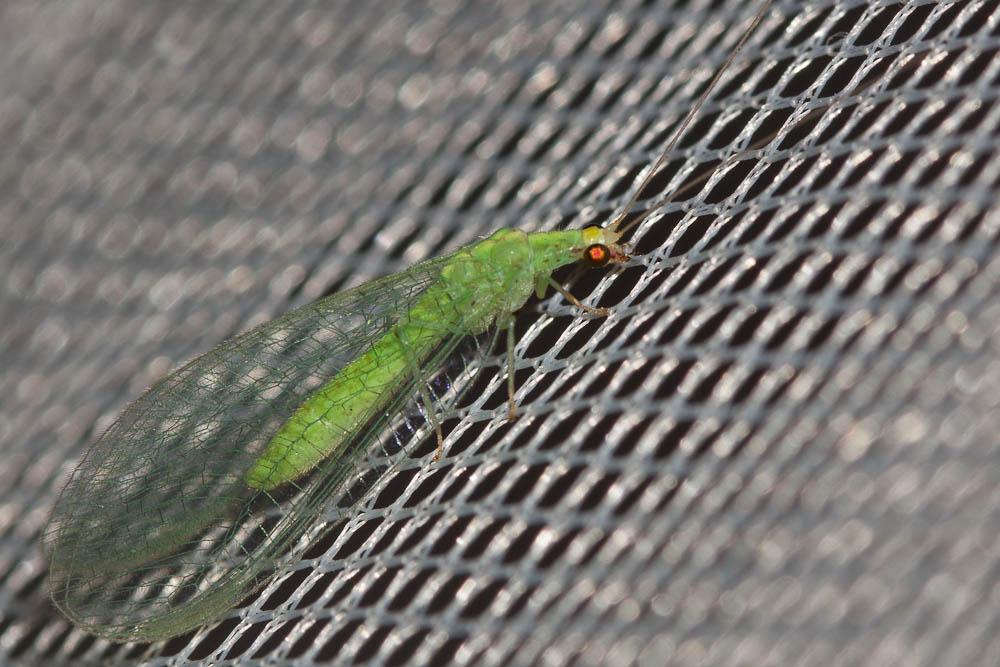  Pseudomallada flavifrons (Brauer, 1851)