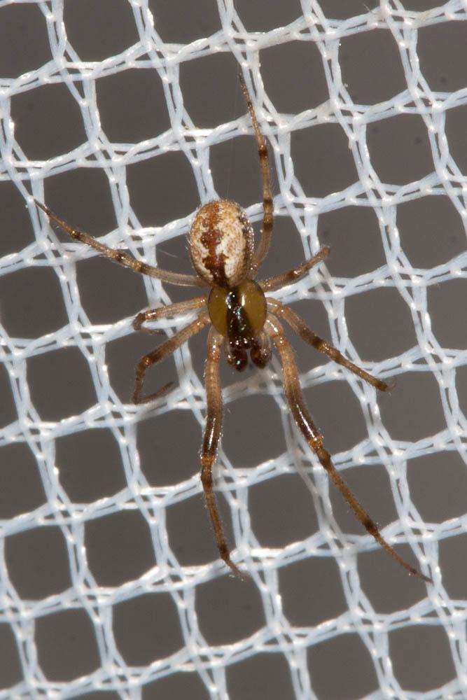  Anelosimus 
