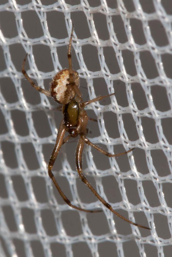  Anelosimus 