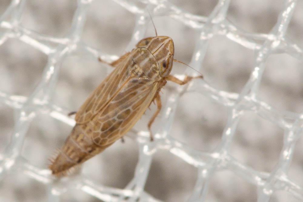 Arocephalus punctum (Flor, 1861)