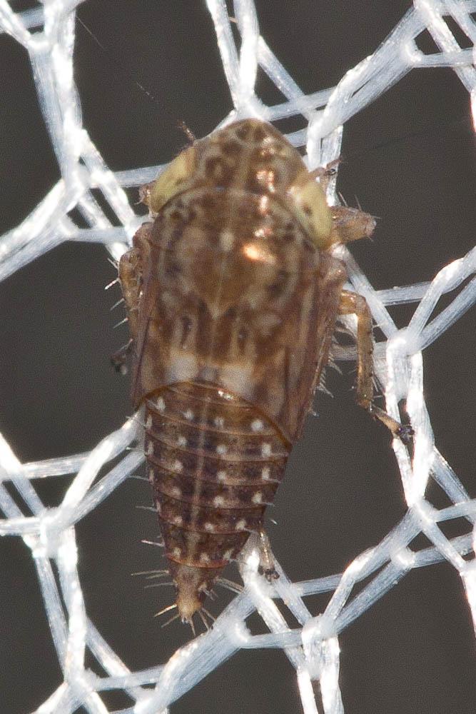 Jassargus obtusivalvis (Kirschbaum, 1868)