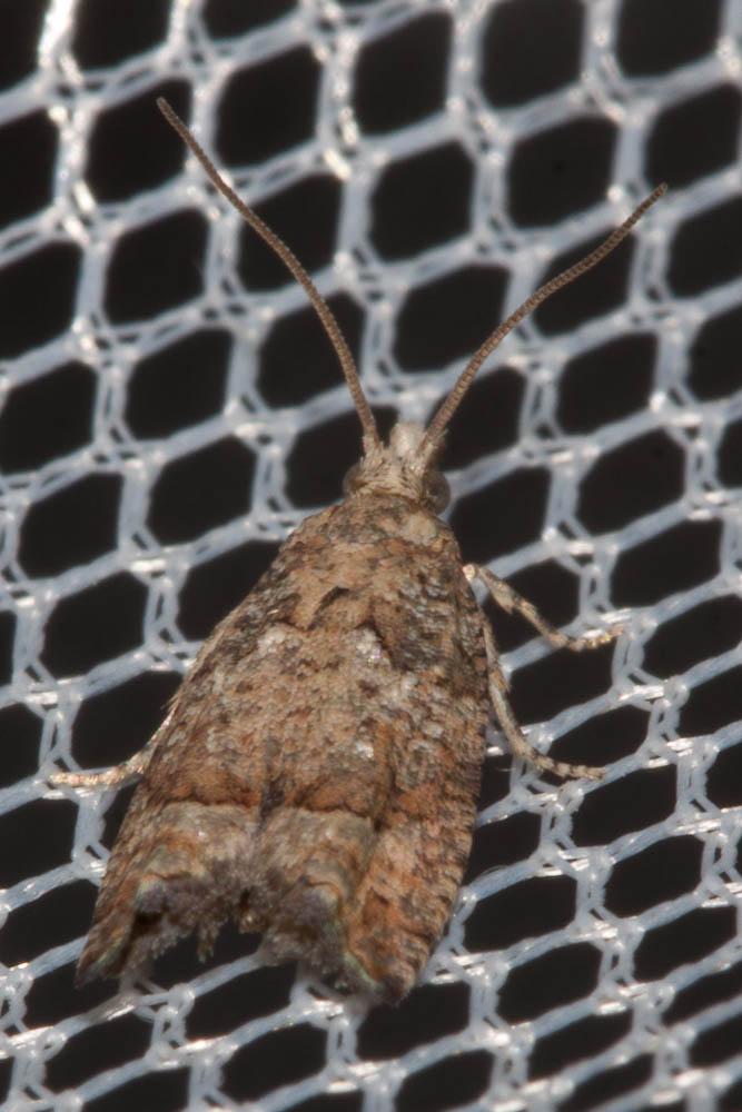  Acroclita subsequana (Herrich-Schäffer, 1851)