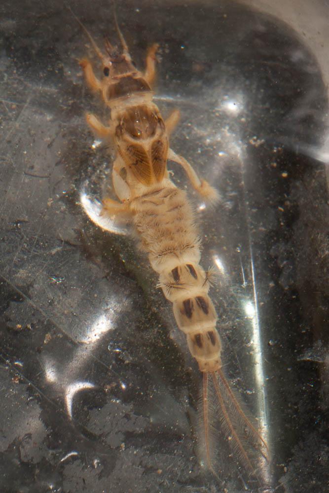 Mouche de mai Ephemera danica O.F. Müller, 1764