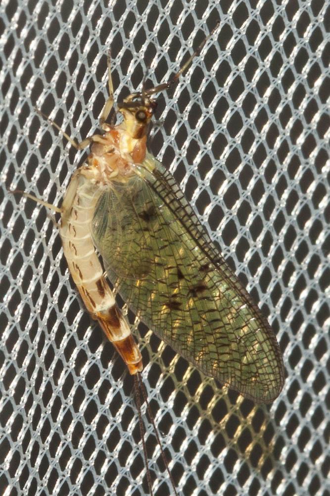 Mouche de mai Ephemera danica O.F. Müller, 1764