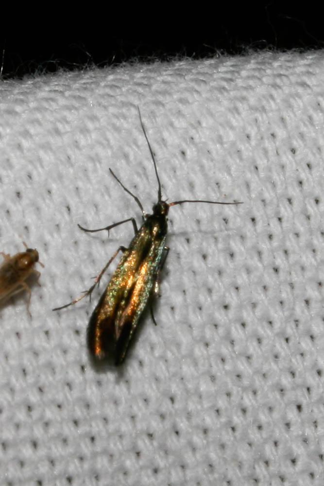 Coleophora Hübner, 1822