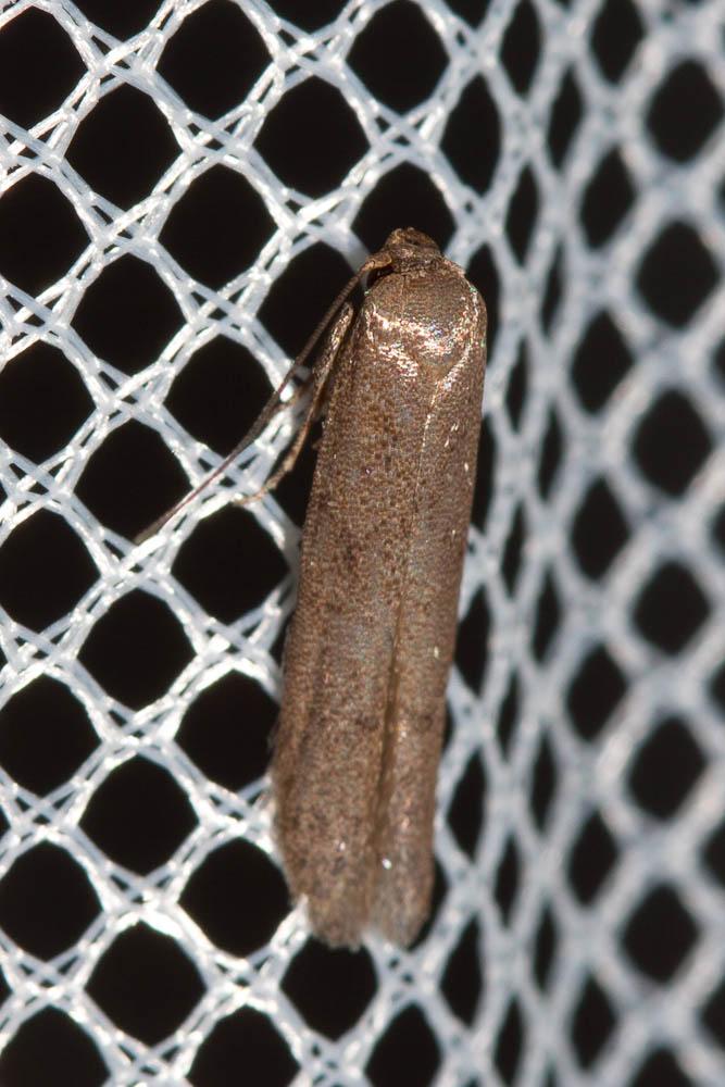 Hypatopa inunctella Zeller, 1839