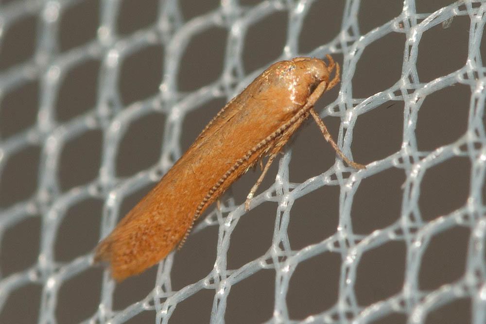 Haplochrois ochraceella (Rebel, 1903)