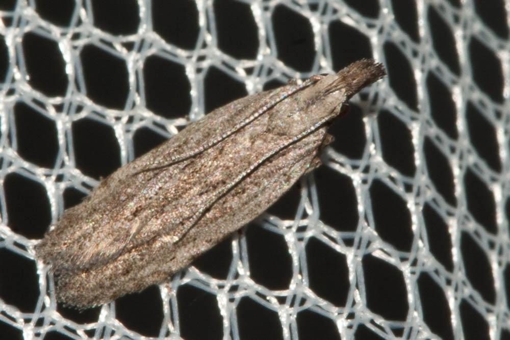  Anarsia Zeller, 1839