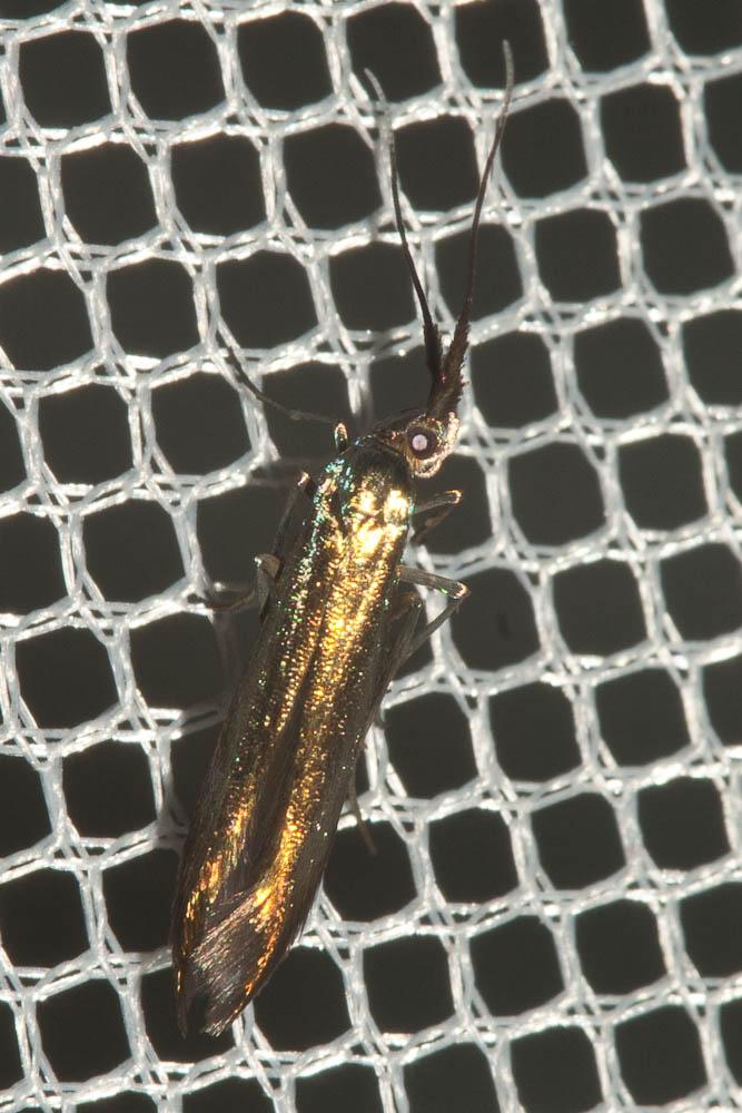 Coleophora alcyonipennella (Kollar, 1832)