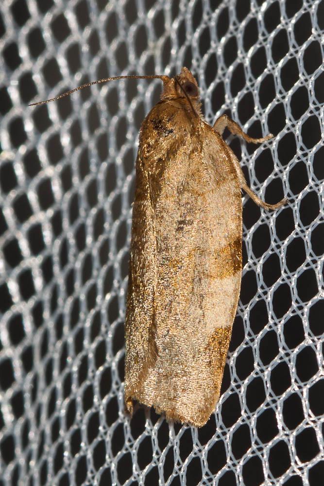  Choristoneura hebenstreitella (O.F. Müller, 1764)