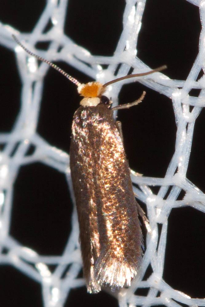 Stigmella roborella (Johansson, 1971)