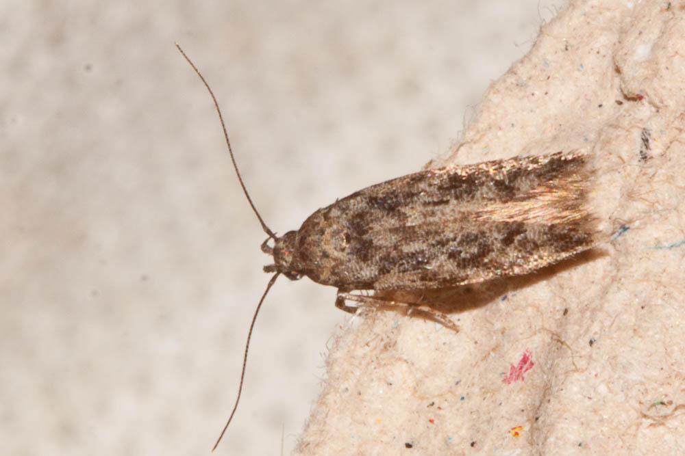 Carpatolechia decorella (Haworth, 1812)