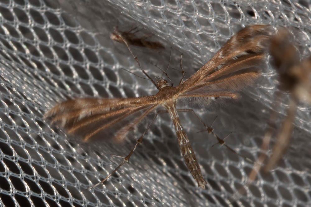  Crombrugghia laeta (Zeller, 1847)
