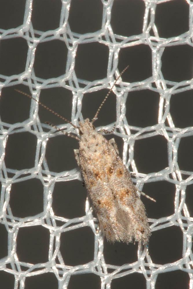  Scrobipalpa Janse, 1951