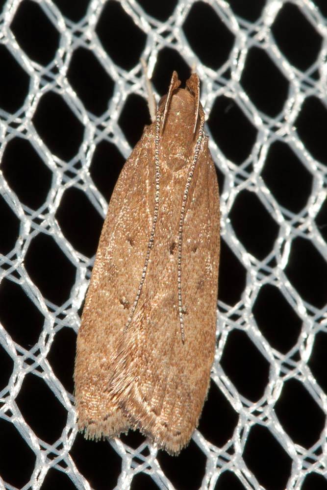 Helcystogramma lutatella (Herrich-Schäffer, 1854)