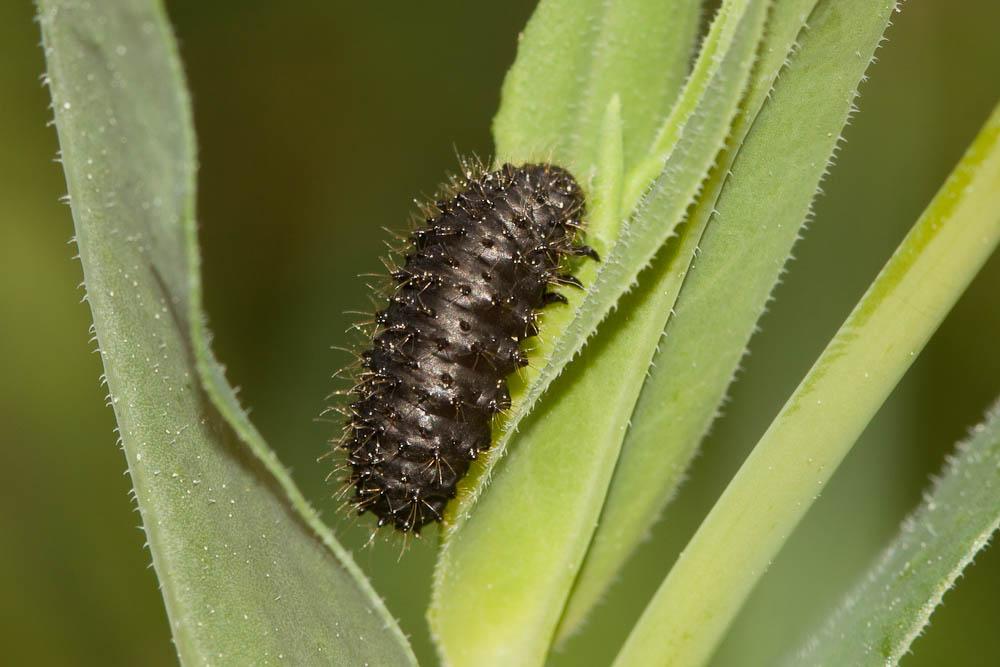 Galeruque brunette, Galéruque de la Tanaisie Galeruca tanaceti (Linnaeus, 1758)