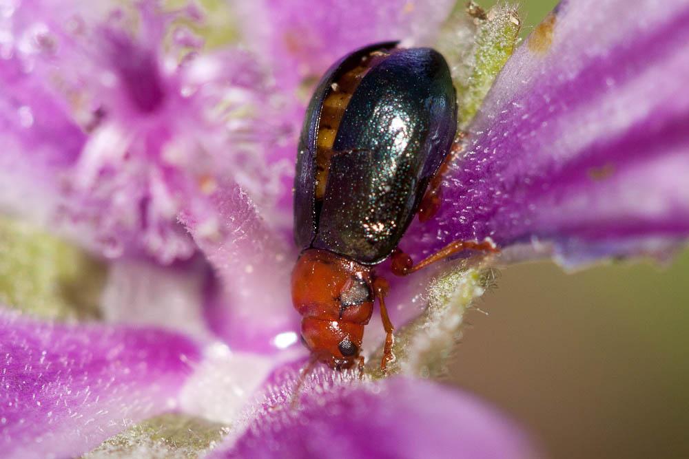 Altise de la Guimauve Podagrica fuscicornis (Linnaeus, 1767)