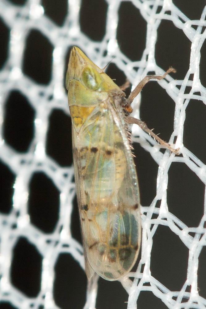  Japananus hyalinus (Osborn, 1900)