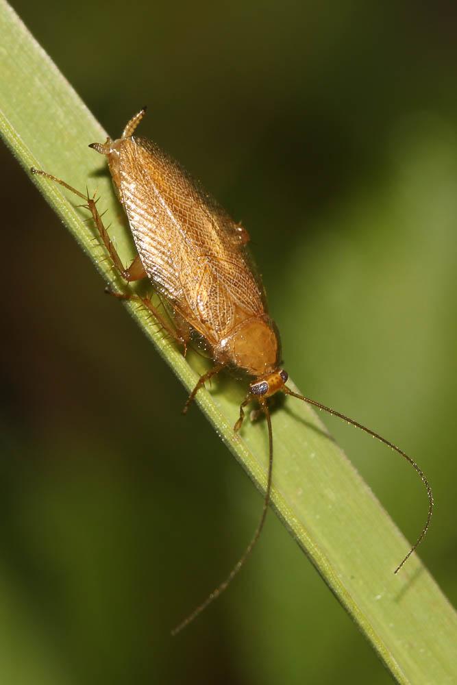  Ectobius pallidus (Olivier, 1789)