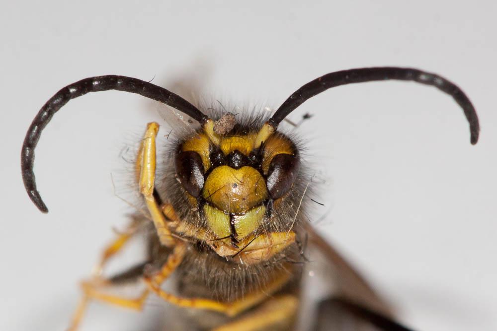 Guêpe germanique Vespula germanica (Fabricius, 1793)