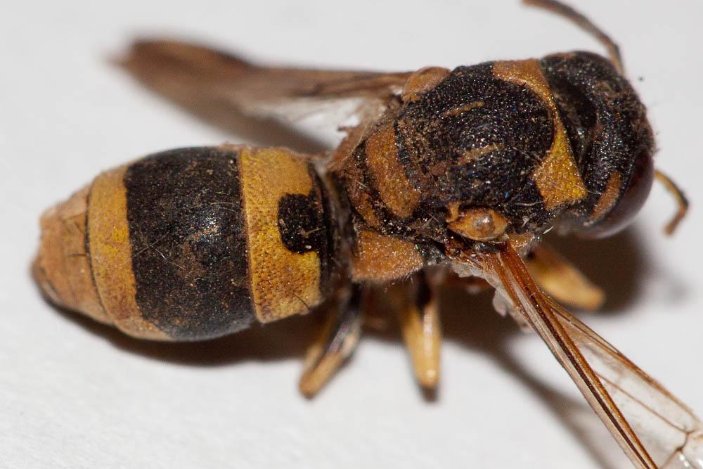  Ancistrocerus auctus (Fabricius, 1793)