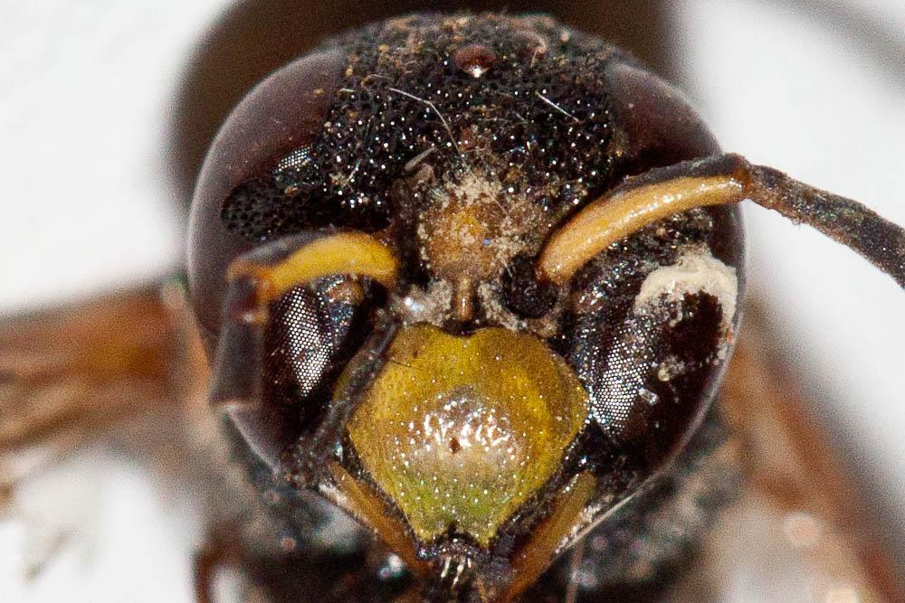 Ancistrocerus auctus (Fabricius, 1793)
