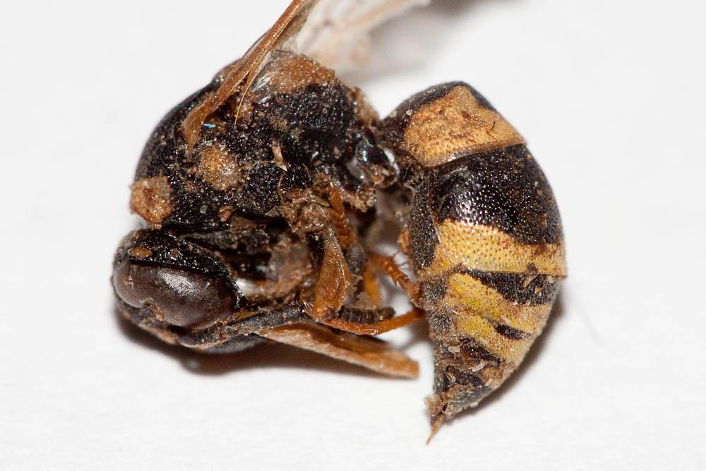 Euodynerus posticus (Herrich-Schäffer, 1841)