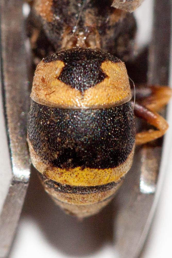  Euodynerus posticus (Herrich-Schäffer, 1841)