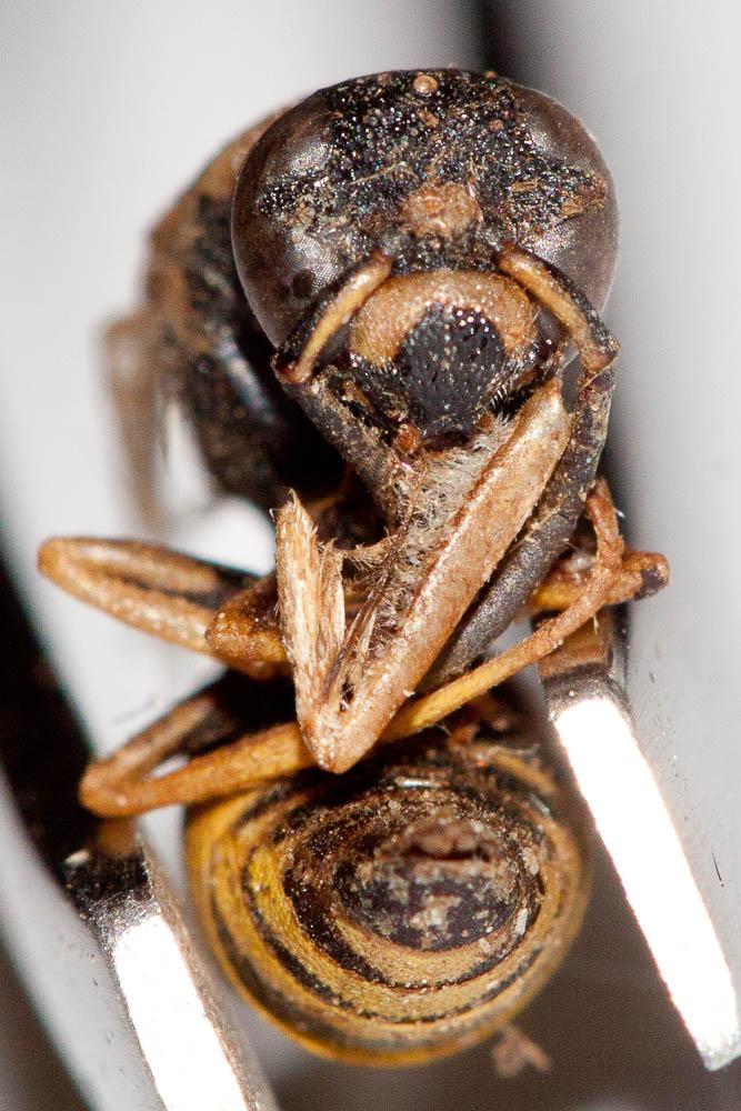  Euodynerus posticus (Herrich-Schäffer, 1841)